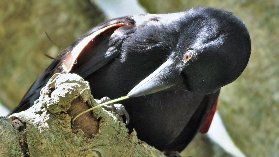 Wild New Caledonian crows possess tool-craft talent - BBC News