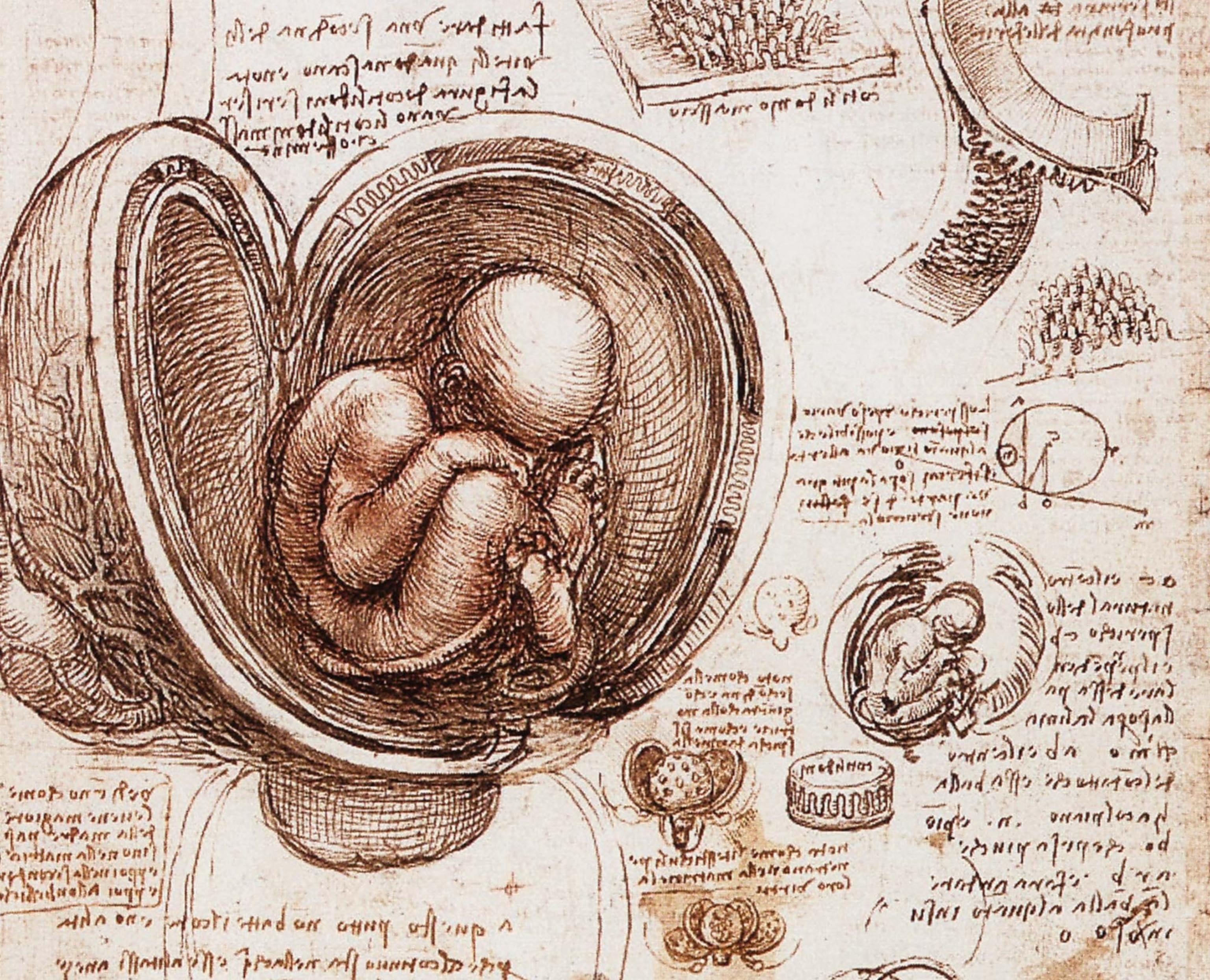 The window into Leonardo da Vinci's creativity? His sketchbooks | National  Geographic