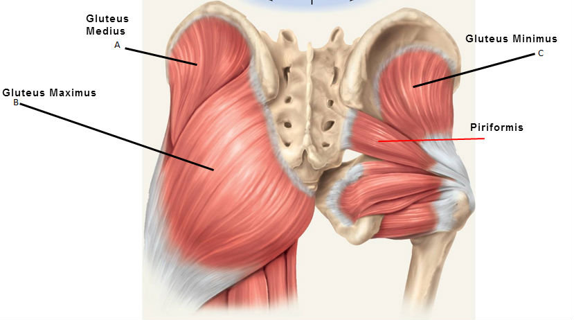 7 reasons to strengthen you glutes and how to do it.