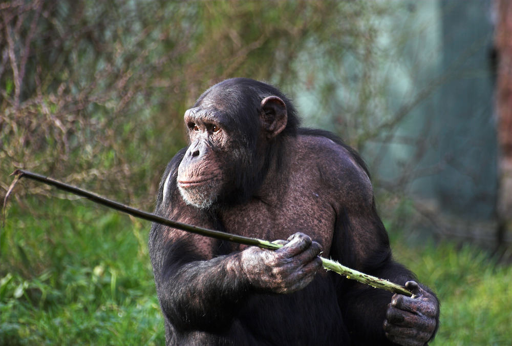 Spear-Hunting Chimps - Animal Cognition