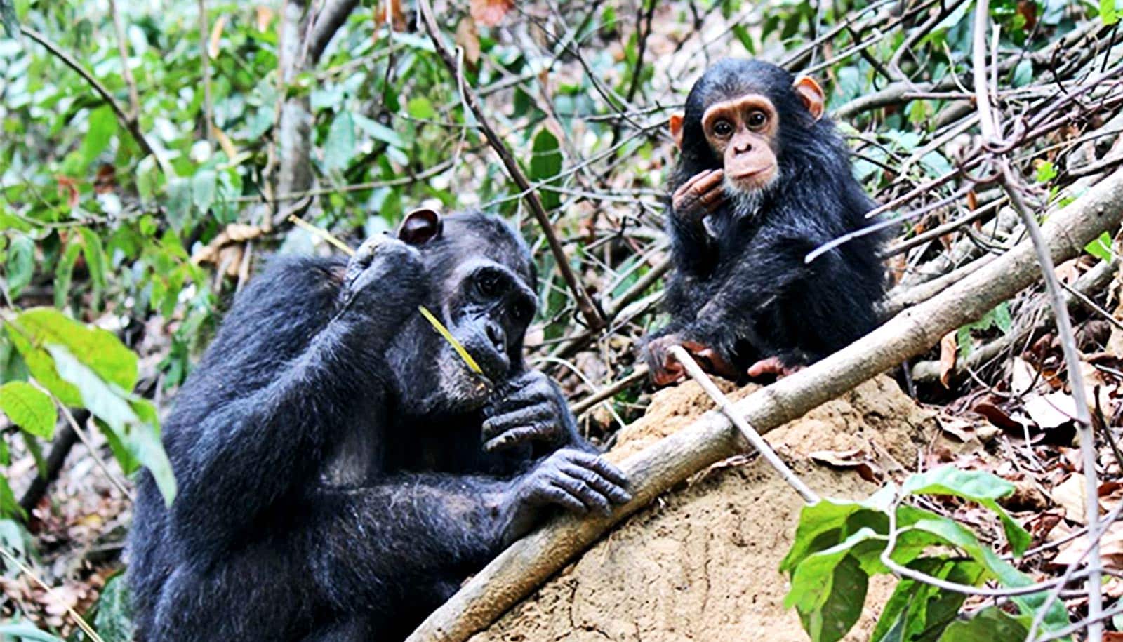 Chimps that use tools for complex tasks pass those skills on - Futurity