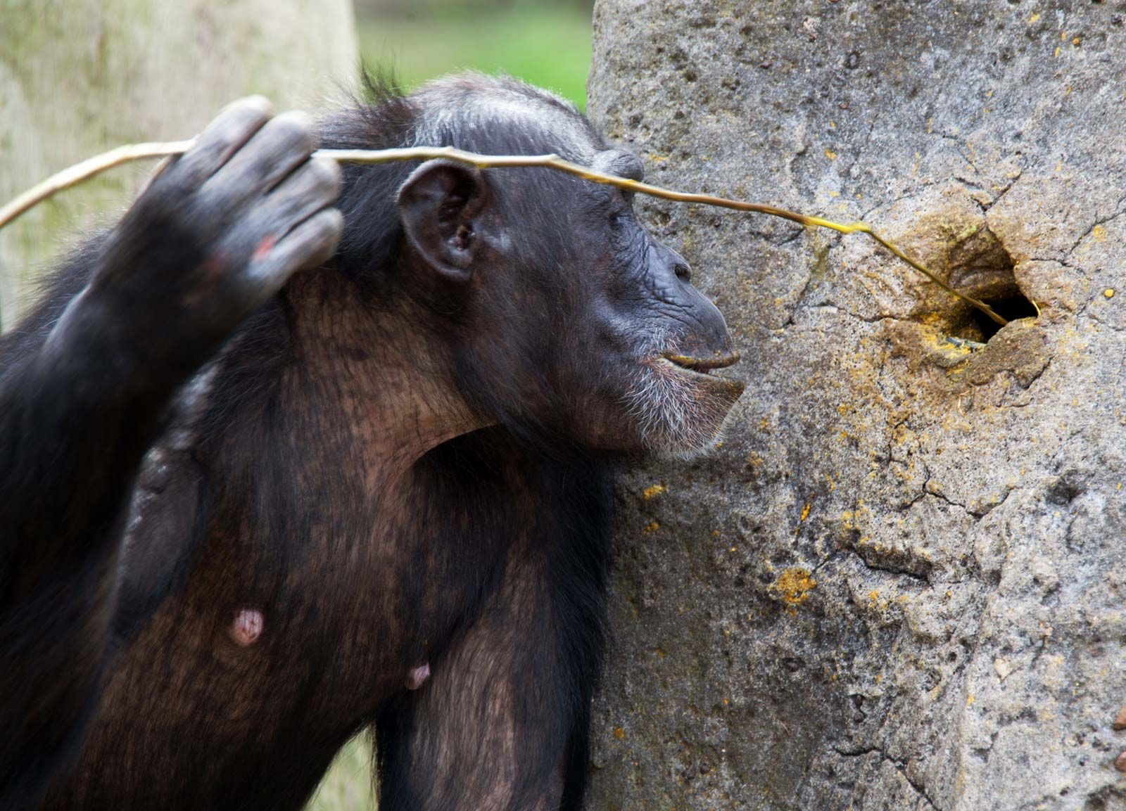 Chimpanzee - Intelligence, Tool Use, Social Behavior | Britannica